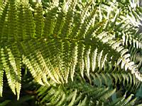 Fougere - Dryopteris Affinis subsp Cambrensis (fam Dryopteridacees) (Europe, Asie) (2) (Photo F. Mrugala)